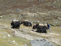 Yaks on the trail